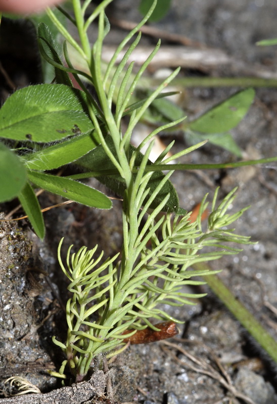 Linaria aeruginea aeruginea.09