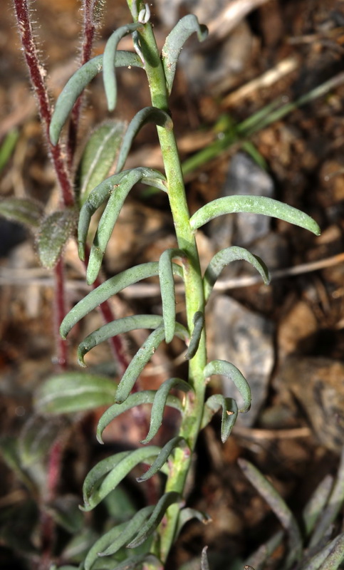 Linaria aeruginea aeruginea.10
