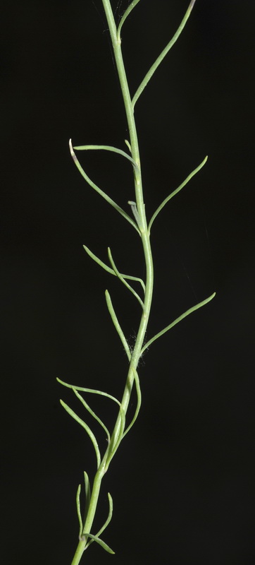 Linaria aeruginea aeruginea.12