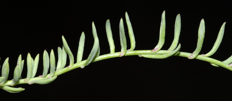 Linaria aeruginea aeruginea.13