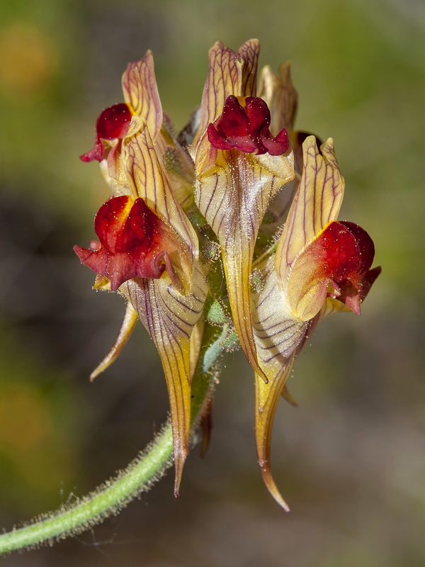 Linaria aeruginea aeruginea.17