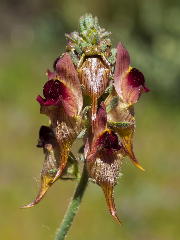 Linaria aeruginea aeruginea.19