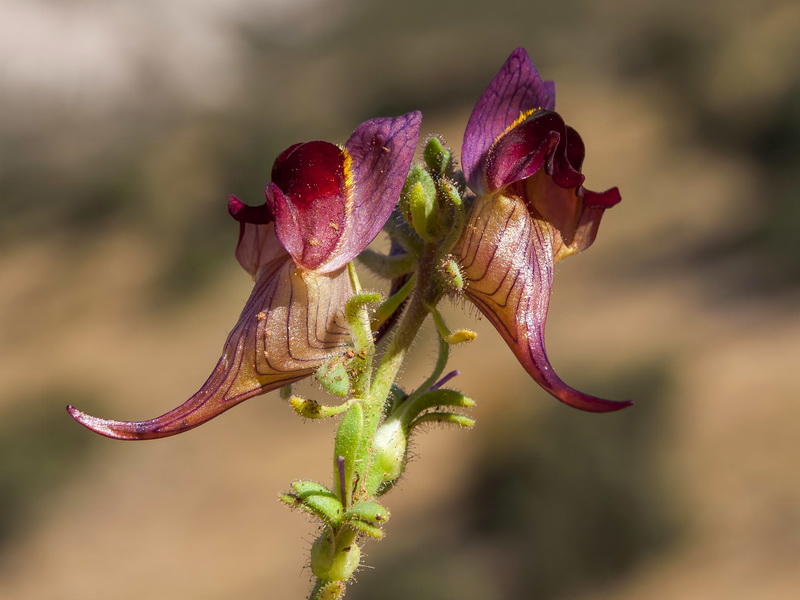 Linaria aeruginea aeruginea.20