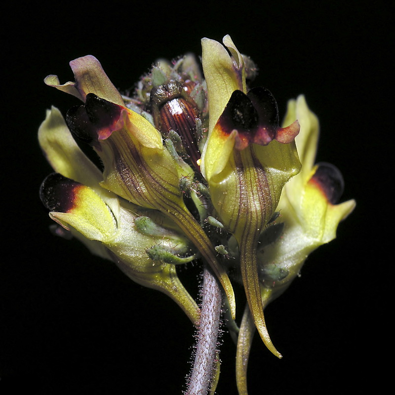Linaria aeruginea aeruginea.21