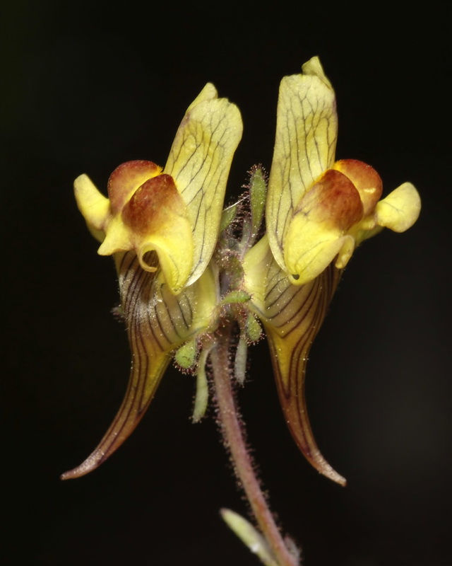 Linaria aeruginea aeruginea.26