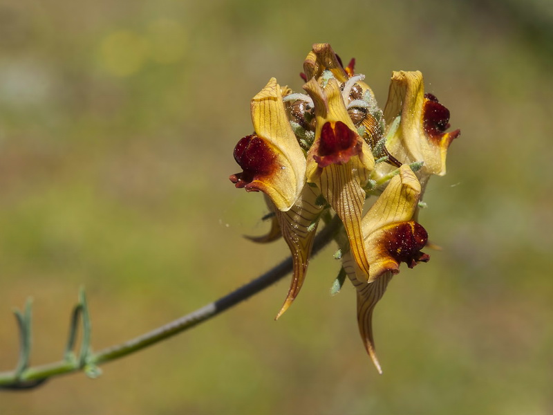 Linaria aeruginea aeruginea.34