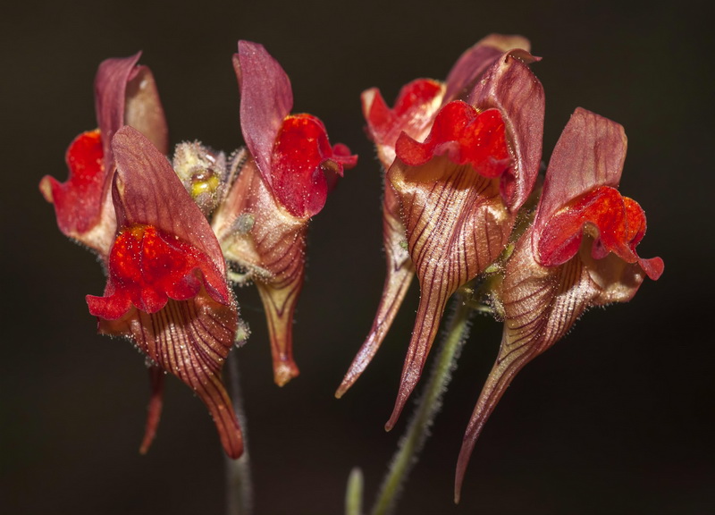 Linaria aeruginea aeruginea.36