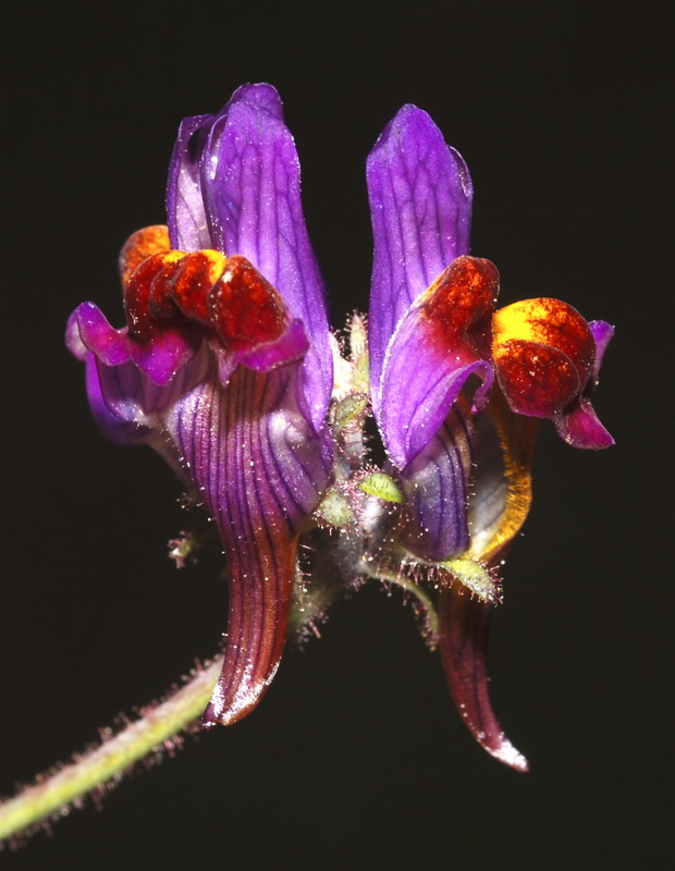 Linaria aeruginea aeruginea.41