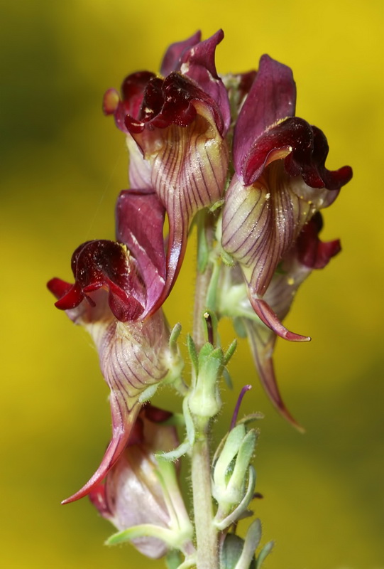 Linaria aeruginea aeruginea.45