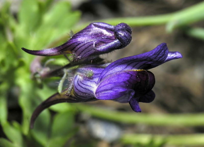 Linaria aeruginea aeruginea.50