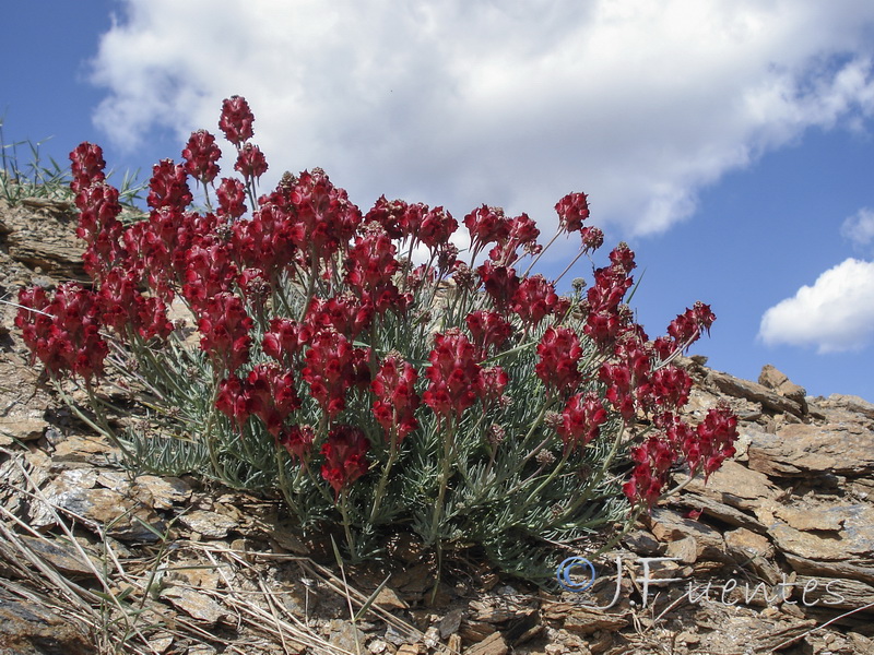 Linaria aeruginea aeruginea.56