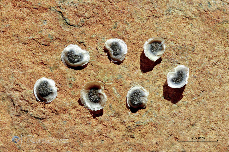 Linaria aeruginea aeruginea.63