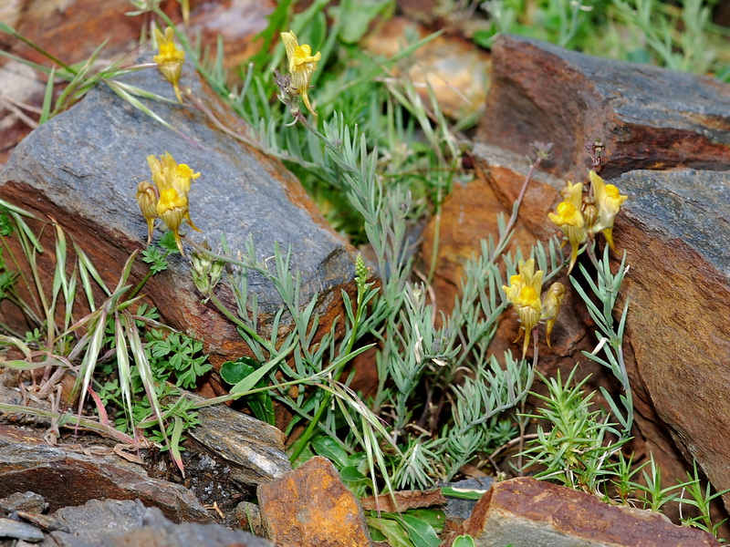 Linaria aeruginea nevadensis.01