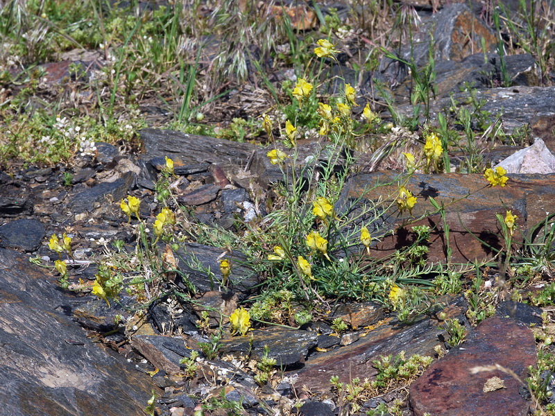 Linaria aeruginea nevadensis.02