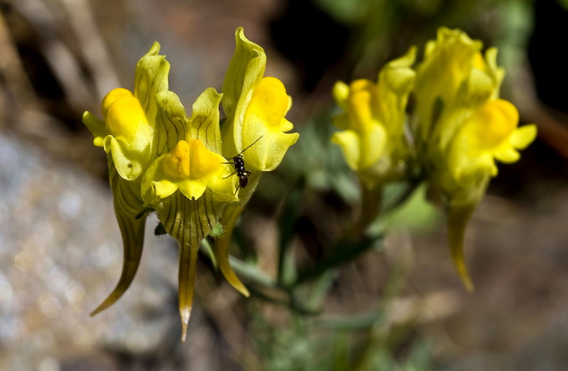Linaria aeruginea nevadensis.05