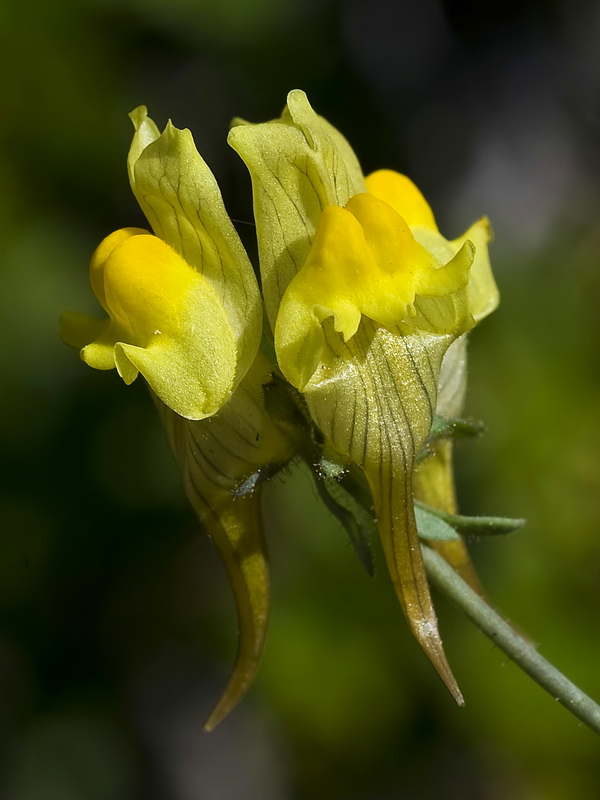 Linaria aeruginea nevadensis.07