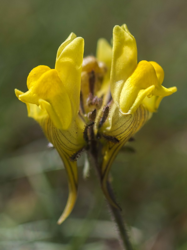 Linaria aeruginea nevadensis.10