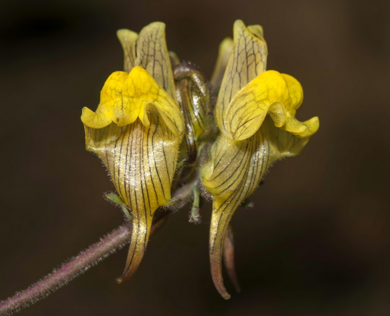 Linaria aeruginea nevadensis.11