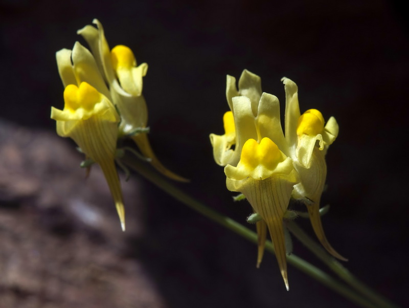 Linaria aeruginea nevadensis.13