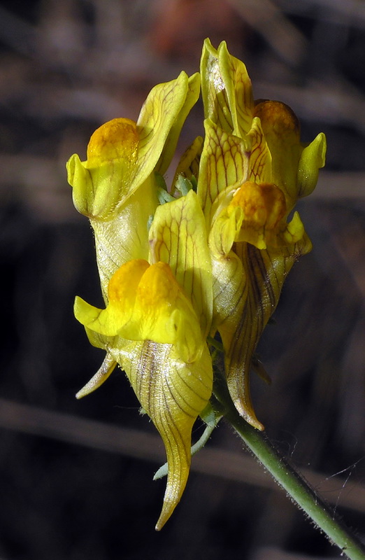 Linaria aeruginea nevadensis.21