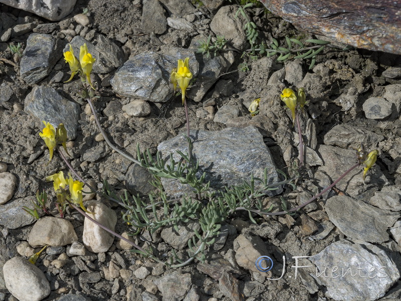 Linaria aeruginea nevadensis.22
