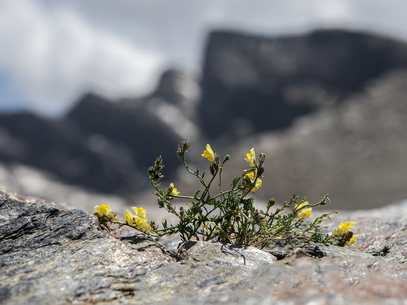 Linaria aeruginea nevadensis.02