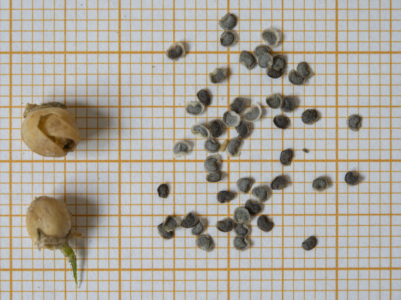 Linaria aeruginea nevadensis