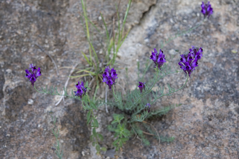 Linaria almijarensis.15