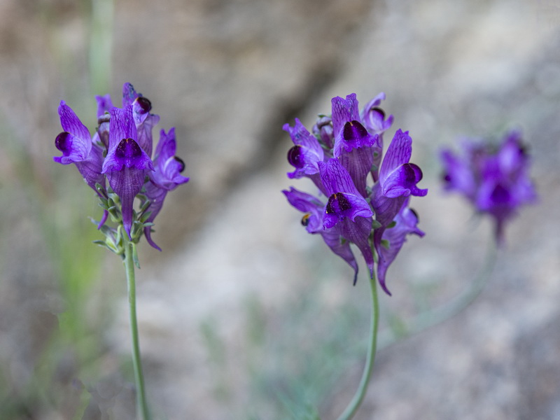 Linaria almijarensis.18