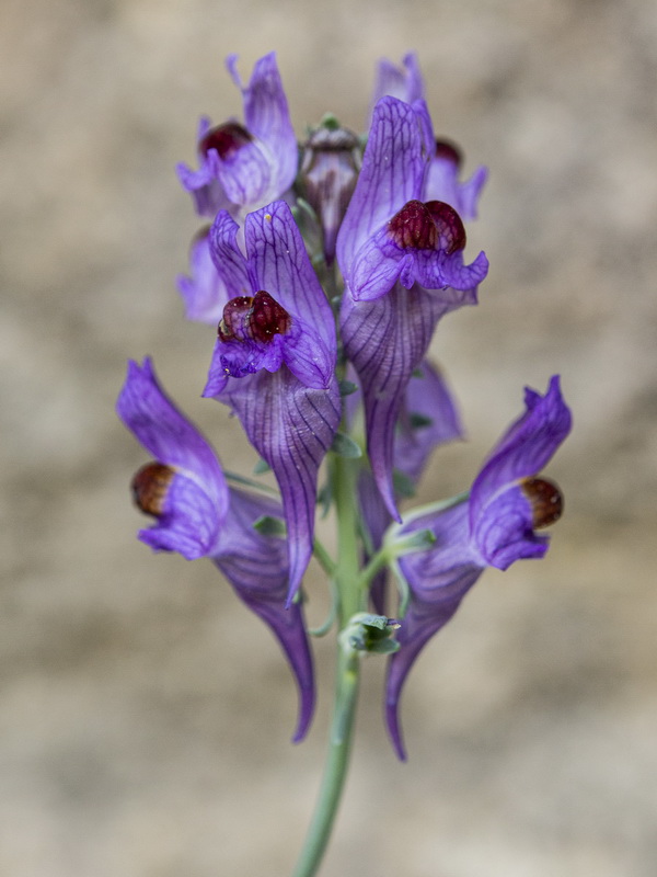 Linaria almijarensis.20