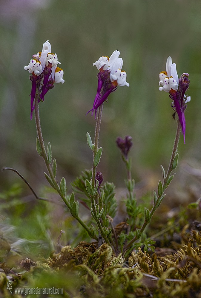 Linaria amethystea albiflora