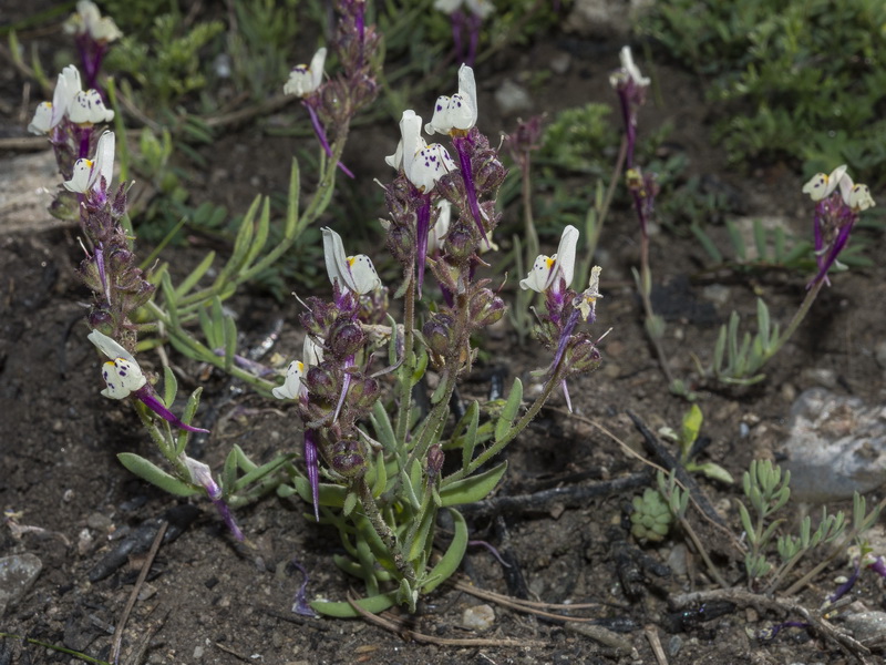 Linaria amenthystea amethystea.03