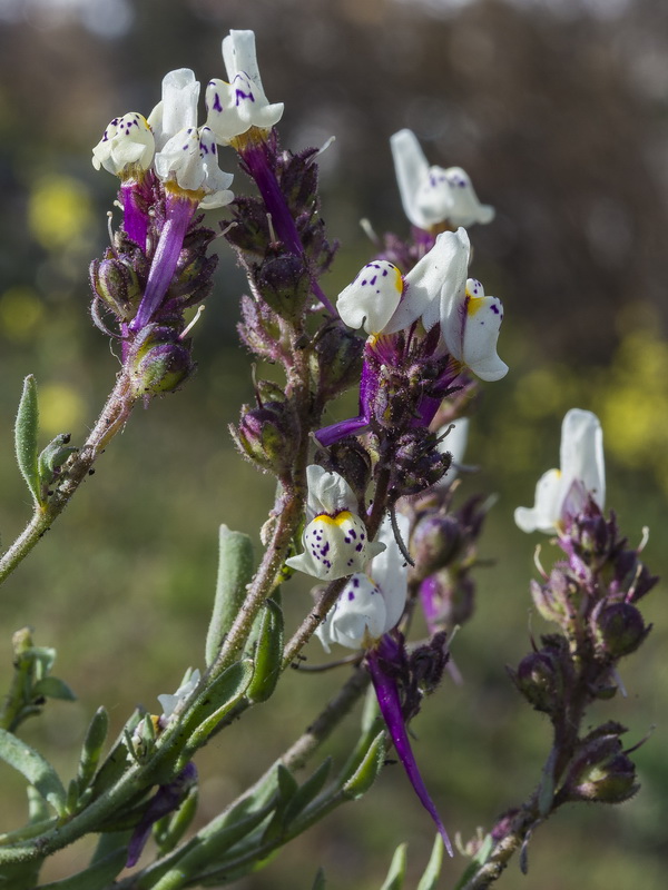 Linaria amenthystea amethystea.05