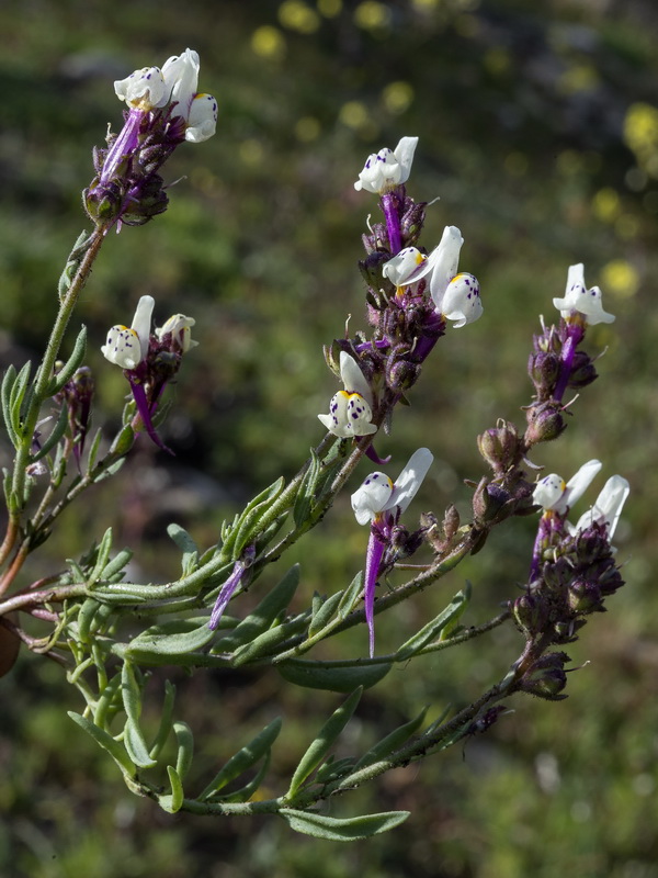 Linaria amenthystea amethystea.07