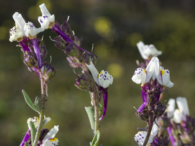 Linaria amenthystea amethystea.10