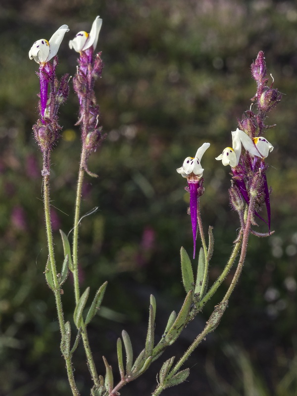 Linaria amenthystea amethystea.11