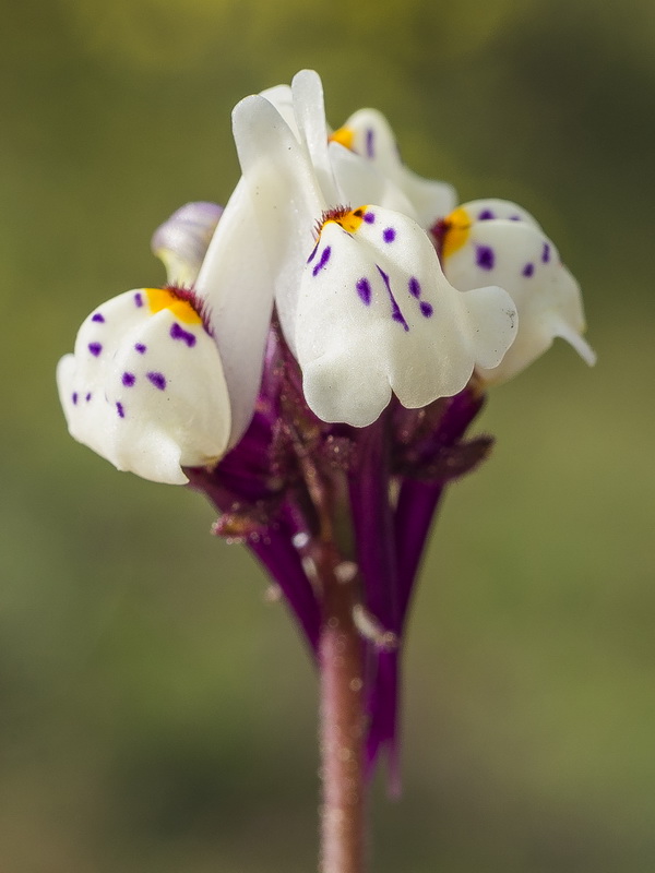 Linaria amenthystea amethystea.15