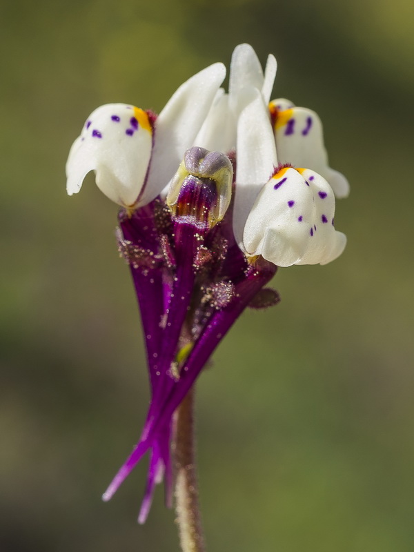 Linaria amenthystea amethystea.16