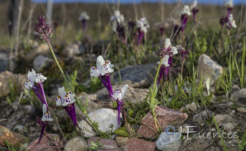 Linaria amenthystea amethystea.17