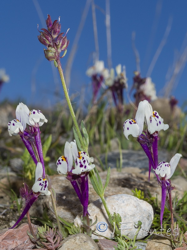 Linaria amenthystea amethystea.18