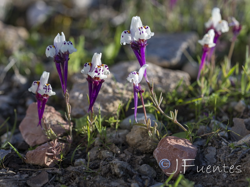 Linaria amenthystea amethystea.19