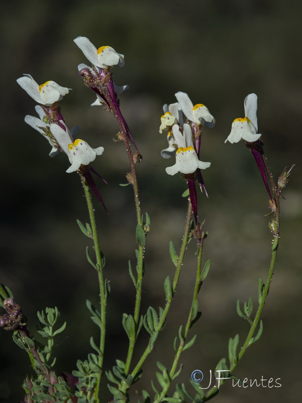 Linaria amethystea amethystea.03