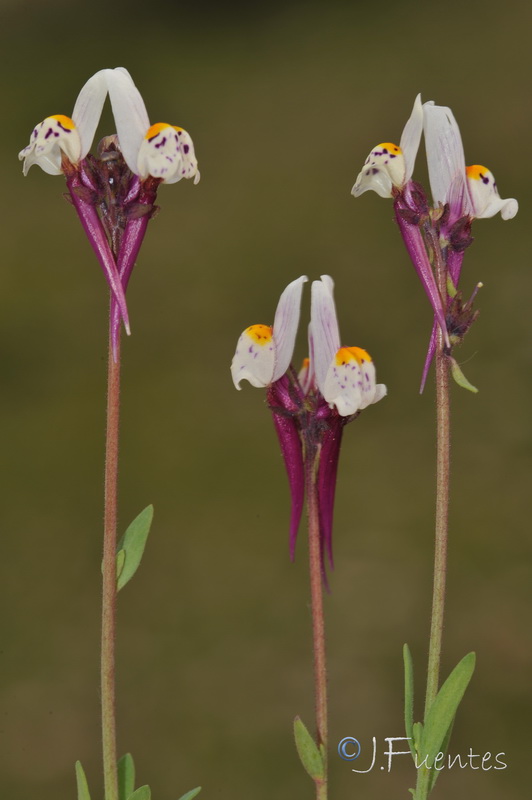 Linaria amenthystea amethystea.24