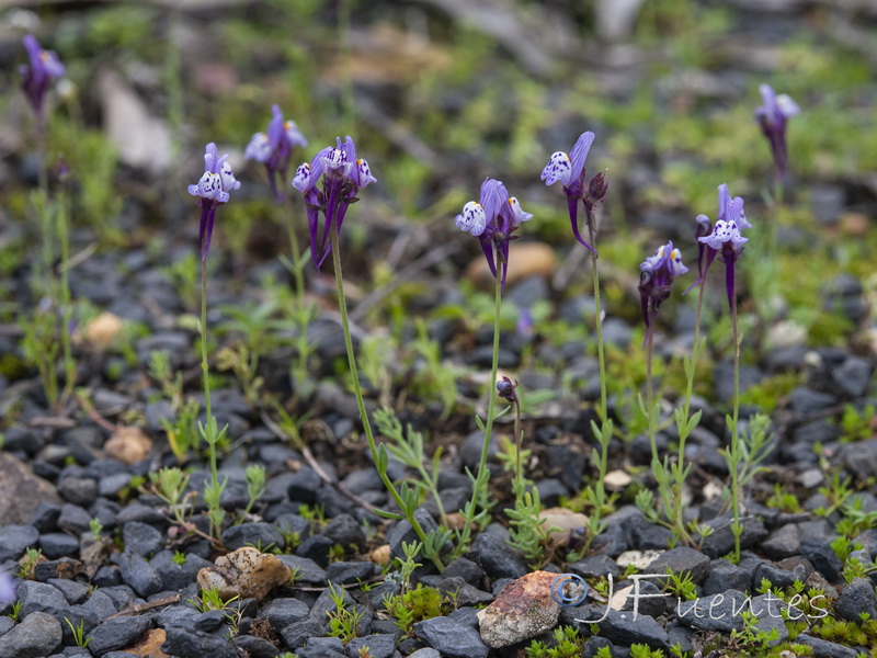 Linaria amethystea amethystea.02