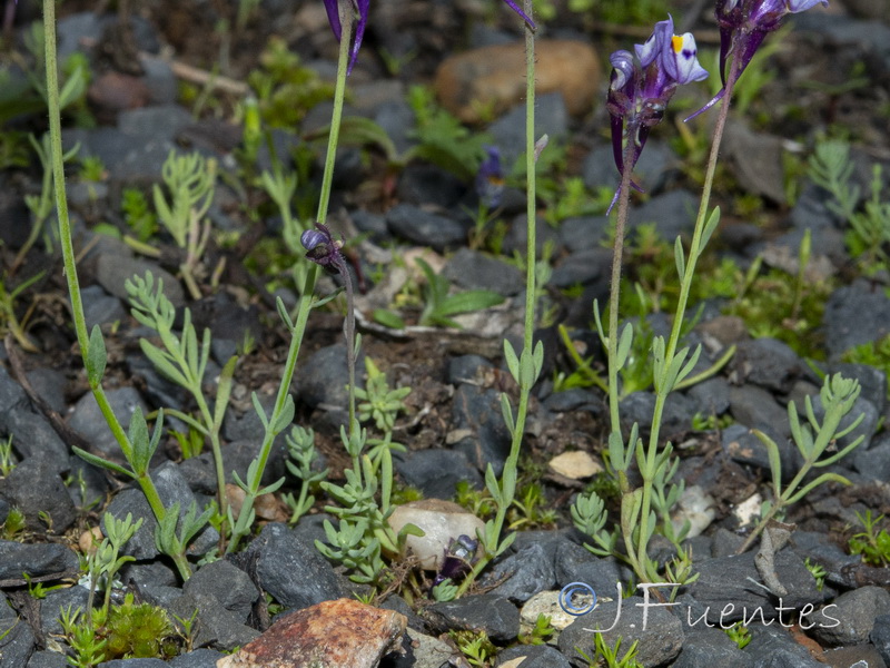 Linaria amethystea amethystea.03