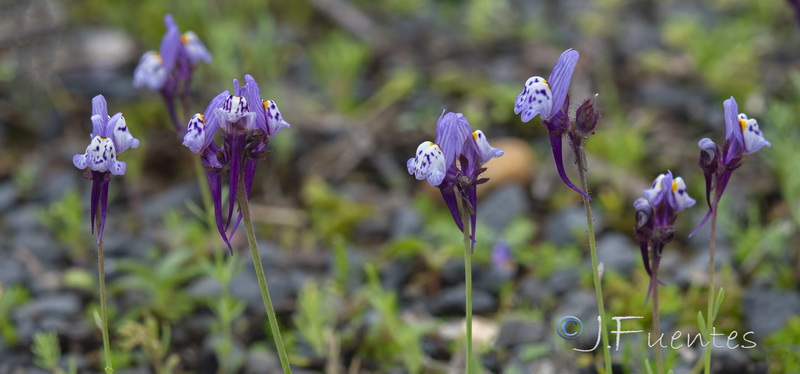 Linaria amethystea amethystea.04