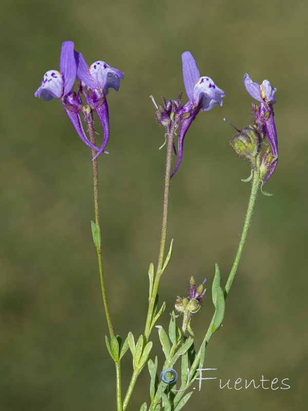 Linaria amethystea amethystea.05