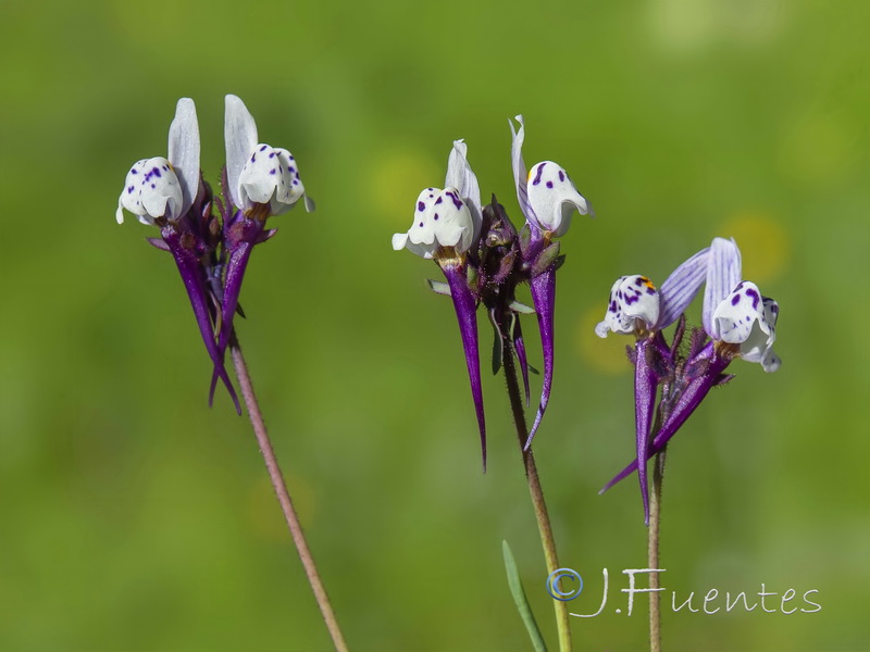 Linaria amethystea amethystea.06