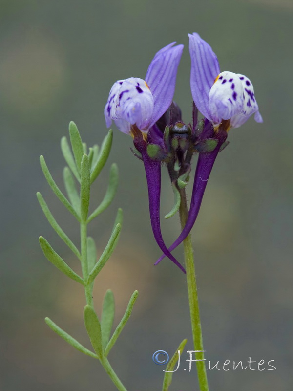 Linaria amethystea amethystea.07