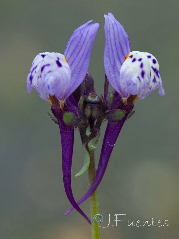 Linaria amethystea amethystea.08